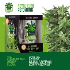IGROWCAN - Royal Kush Auto